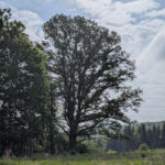 image (10)