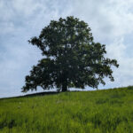 image (12)