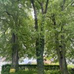 image (4)